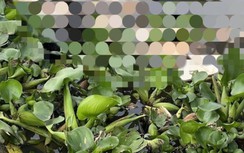 Phát hiện thi thể nam giới đang phân hủy trên kênh xáng Bạc Liêu - Cà Mau