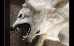 Dân mạng đua nhau chia sẻ ảnh quái thú 2 đầu và cú "quay xe" bất ngờ