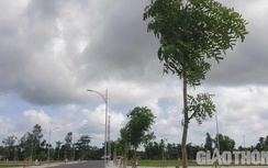 Vì sao 170 cây sao chỉ định trồng ở khu tái định cư lại biến thành xà cừ?