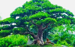 Ngắm loạt cây cảnh độc đáo tiền tỷ tại triển lãm lớn nhất miền Trung