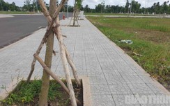 Sở Xây dựng Cần Thơ lên tiếng vụ 170 cây xà cừ trồng sai ở khu tái định cư