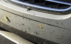 Mẹo giúp loại bỏ "cơn ác mộng" khi phải tẩy rửa xác thiêu thân ra khỏi ô tô