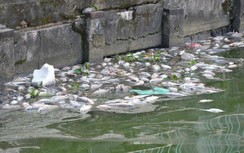 Cá lại chết nổi trắng ven hồ Tây