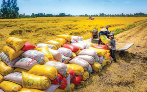 Mở rộng sản xuất lúa chất lượng cao, phát thải thấp