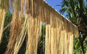Kỹ thuật làm sợi độc đáo từ cây chuối của người Philippines