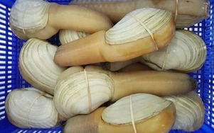 Khám phá lợi ích từ loài tu hài Canada