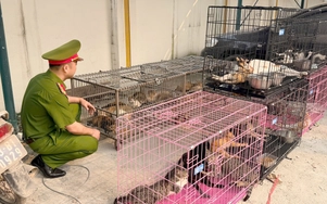 Hà Nội: Bắt giữ nhóm trộm hơn 300 con mèo