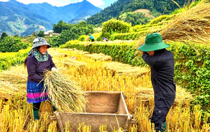 Độc đáo cảnh đập lúa bằng Pảng Thống của người Mông ở Mù Cang Chải