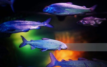 Từ "cõi chết" trở về, sinh vật tưởng tuyệt chủng vẫn sống tốt, khỏe mạnh