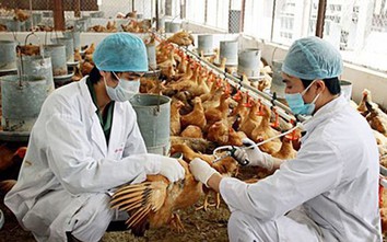 Nha Trang: Một sinh viên nhiễm cúm gia cầm A/H5, gần trăm người phải xét nghiệm