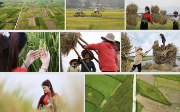 Mê mẩn ngắm cánh đồng Mường Thanh đẹp nhất Tây Bắc