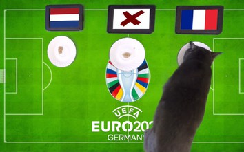Mèo tiên tri dự đoán kết quả trận Hà Lan vs Pháp: “Gà trống” gáy vang