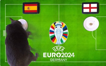 Mèo tiên tri dự đoán kết quả trận Tây Ban Nha vs Anh: Húc bay “Sư tử”?