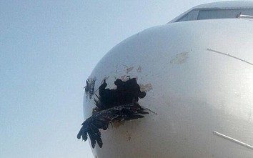 Hàng không "căng mình" ứng phó hiểm họa chim va tàu bay trong mùa di cư