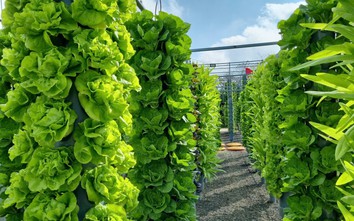 Hà Nội áp dụng công nghệ, thúc đẩy phát triển các vùng sản xuất rau an toàn