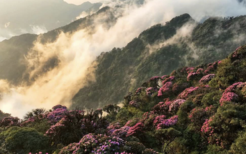 Tháng ba rực rỡ ở Lai Châu, hoa đỗ quyên bung nở nhuộm tím dãy Hoàng Liên Sơn