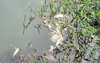 Lấy mẫu nước tìm nguyên nhân cá chết hàng loạt trên suối Ác ở Hà Tĩnh