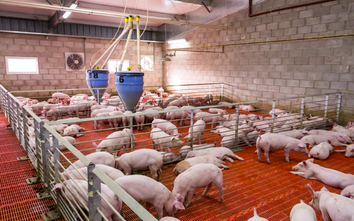 Giá lợn neo cao, các "ông lớn" chăn nuôi tự tin đẩy mạnh kế hoạch 2025
