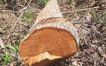 Xác minh diện tích lớn rừng bị cưa hạ trái phép tại Kon Tum