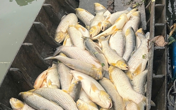 Cá bè chết bất thường trên sông Đồng Nai