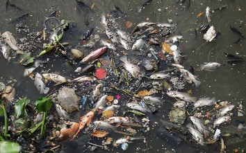 Cá chết la liệt trên kênh Nhiêu Lộc - Thị Nghè sau mưa lớn