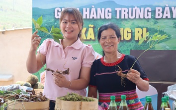 "Tri thức về sâm Ngọc Linh" ở Kon Tum được công nhận là di sản quốc gia