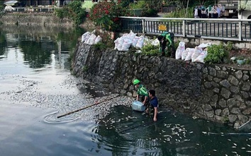 Nghệ An: Vì sao cá chết trắng trên kênh hào thành cổ Vinh?