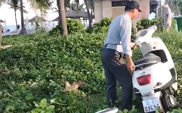 Làm rõ thông tin xe máy của du khách bị nhân viên trật tự xô đổ ở bãi biển Đà Nẵng