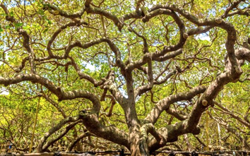 Cây đại thụ ở Brazil nhìn tựa cả cánh rừng, mang đến nguồn sống cho cả một vùng