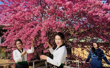 Du khách đổ về Mù Cang Chải chiêm ngưỡng hoa tớ dày