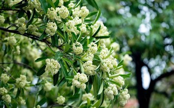 Hà Nội rà soát, điều chỉnh mật độ cây hoa sữa trên các tuyến phố