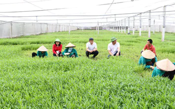 Hà Nội gắn quy hoạch nông thôn với chuyển đổi nghề, bảo đảm sinh kế cho nông dân