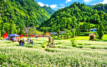 Tuyên Quang: Trồng 400ha hoa tam giác mạch, sẵn sàng đón khách mùa lễ hội 2026