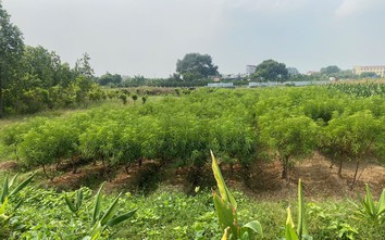 Sở Xây dựng Phú Thọ yêu cầu đẩy nhanh giải phóng mặt bằng Khu đô thị Yên Lạc - Dragon City