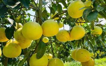 Hà Tĩnh: Quy hoạch phân khu sản xuất tập trung gắn với chỉ dẫn địa lý