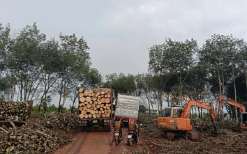 Gia Lai: Yêu cầu đảm bảo an toàn khai thác, vận chuyển gỗ cao su, không ảnh hưởng dân cư