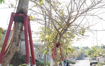 Hàng trăm cây xanh ở Gia Lai bao giờ được tháo "cùm"?