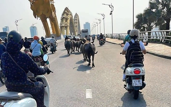 Truy tìm chủ đàn trâu thả rông gây náo loạn nhiều tuyến đường trung tâm Đà Nẵng