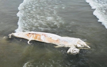 Xác cá voi dài khoảng 10m dạt vào bờ biển Nghệ An