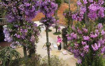 Lan đùi gà tím bung nở, hút hàng nghìn khách tham quan ở Lào Cai