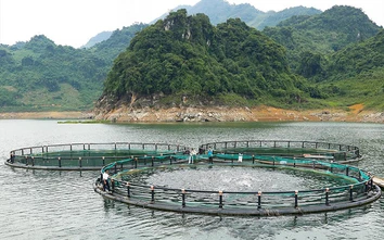 Đẩy mạnh nuôi tôm, cá núi