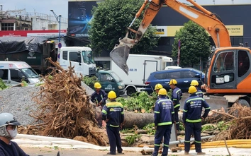 TP.HCM: Di dời, đốn hạ hàng trăm cây xanh để làm ga ngầm metro số 2