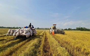 Cần Thơ họp khẩn, tìm cách tiêu thụ hơn 650.000 tấn lúa