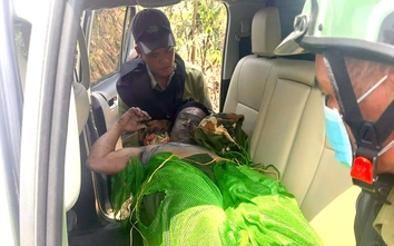 Gia Lai: Ong tấn công tổ tuần tra rừng, một nhân viên tử vong