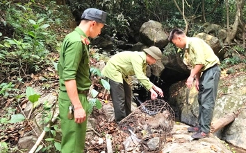 Lâm Đồng: Người dân tự nguyện giao nộp khỉ, trăn quý hiếm thả về rừng tự nhiên