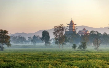 Gia Lai: Giữ lại hơn 62ha chè cổ thụ tại Biển Hồ để phát triển du lịch