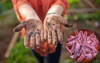 Bệnh Whitmore làm 23 người tử vong tại Thái Lan, Bộ Y tế khuyến cáo gì?