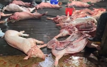 Vụ thịt lợn bệnh vào trường học ở Hà Nội: Nhóm cán bộ kiểm dịch thu khoảng 2,5 tỷ đồng