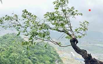 Cẩn trọng khi cây muội hồng "thổi giá" bạc tỷ