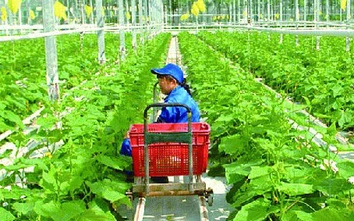 Bảo hiểm sẽ thay đổi tư duy sản xuất nông nghiệp